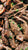Steak, Mushrooms & Roasted Veggies
