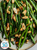 Bulk Bites Green Beans Almodine