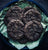 Tea-Rex Paleo Triple Chocolate Cookies